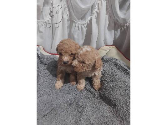 PoulaTo: Κουτάβια Maltipoo